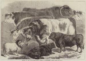 Royal Agricultural Societyn kokous Manchesterissa, Prize Cattle